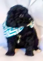 Puppy @, a male Bernedoodle for sale in Six Mile, SC – Photo 1 of 2