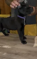 Black Female 1, a female Cane Corso for sale in Springfield, IL – 2 of 5