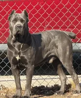 Female 3, a female Cane Corso for sale in Springfield, IL – 5 of 5