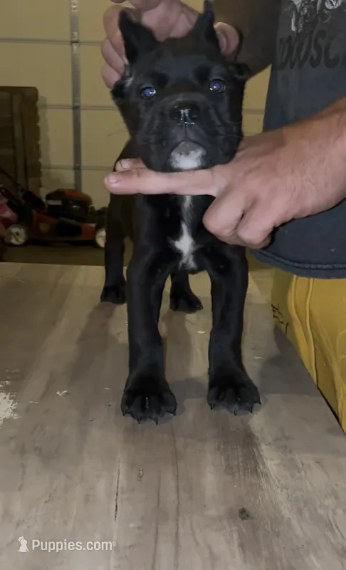 Female 3 – Cane Corso puppy for sale in Springfield, IL