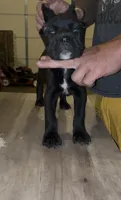 Female 3, a female Cane Corso for sale in Springfield, IL – 1 of 5