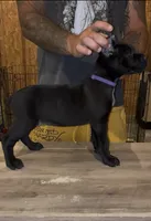 Black Female 1, a female Cane Corso for sale in Springfield, IL – 4 of 5