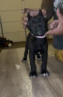 Female 2, a female Cane Corso for sale in Springfield, IL – 4 of 4