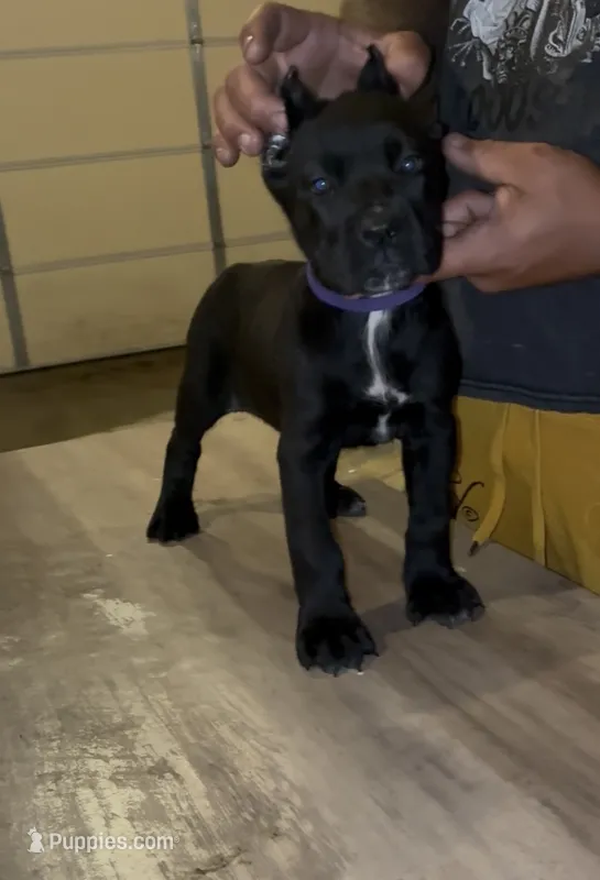 Black Female 1 – Cane Corso puppy for sale in Springfield, IL