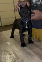 Black Female 1, a female Cane Corso for sale in Springfield, IL – 1 of 5
