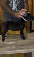Female 2, a female Cane Corso for sale in Springfield, IL – 1 of 4
