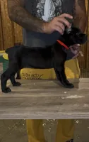 Female 3, a female Cane Corso for sale in Springfield, IL – 2 of 5