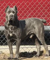 Black Female 1, a female Cane Corso for sale in Springfield, IL – 3 of 5