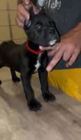 Female 3, a female Cane Corso for sale in Springfield, IL – 4 of 5