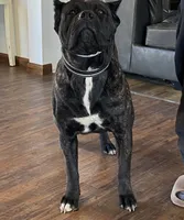Female 2, a female Cane Corso for sale in Springfield, IL – 2 of 4