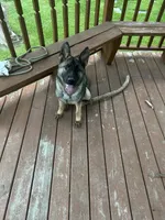 German shepherd akc, a male German Shepherd Dog for sale in Rochester, NY – 2 of 2