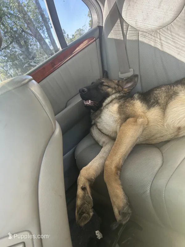 German shepherd akc – German Shepherd Dog puppy for sale in Rochester, NY