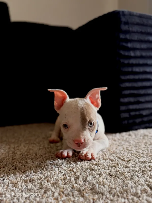 Blu – American Bully, American Pit Bull Terrier puppy for sale in Dallas, TX