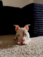 Blu, a male American Bully and American Pit Bull Terrier for sale in Dallas, TX – 1 of 4