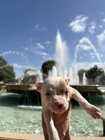 Blu, a male American Bully and American Pit Bull Terrier for sale in Dallas, TX – 2 of 4