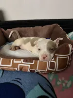 Blu, a male American Bully and American Pit Bull Terrier for sale in Dallas, TX – 3 of 4