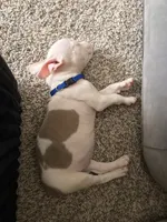 Blu, a male American Bully and American Pit Bull Terrier for sale in Dallas, TX – 4 of 4