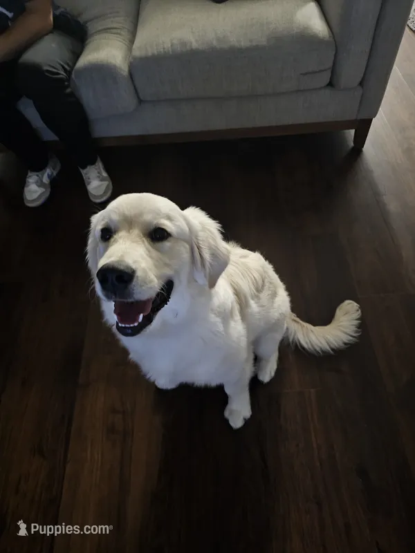 Waylon – English Cream Golden Retriever puppy for sale in Springfield, MO