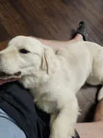 Waylon, a male English Cream Golden Retriever for sale in Springfield, MO – 2 of 2