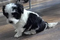 Milo, a male Havanese and Poodle - Toy  for sale in Miami Beach, FL – Photo 5 of 5