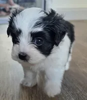 Milo, a male Havanese and Poodle - Toy  for sale in Miami Beach, FL – Photo 4 of 5