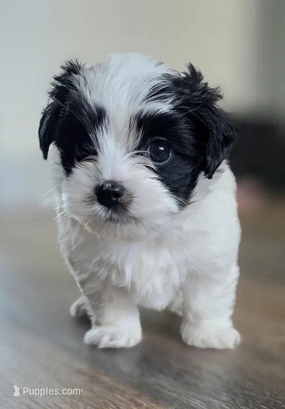 Milo – Havanese, Poodle - Toy  puppy for sale in Miami Beach, FL