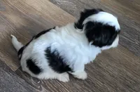 Milo, a male Havanese and Poodle - Toy  for sale in Miami Beach, FL – Photo 3 of 5