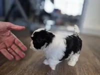 Milo, a male Havanese and Poodle - Toy  for sale in Miami Beach, FL – Photo 2 of 5