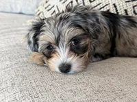 Millie, a female Yorkshire Terrier for sale in Mesa, AZ – 3 of 7