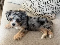 Millie, a female Yorkshire Terrier for sale in Mesa, AZ – 2 of 7