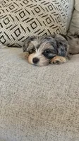 Millie, a female Yorkshire Terrier for sale in Mesa, AZ – 4 of 7