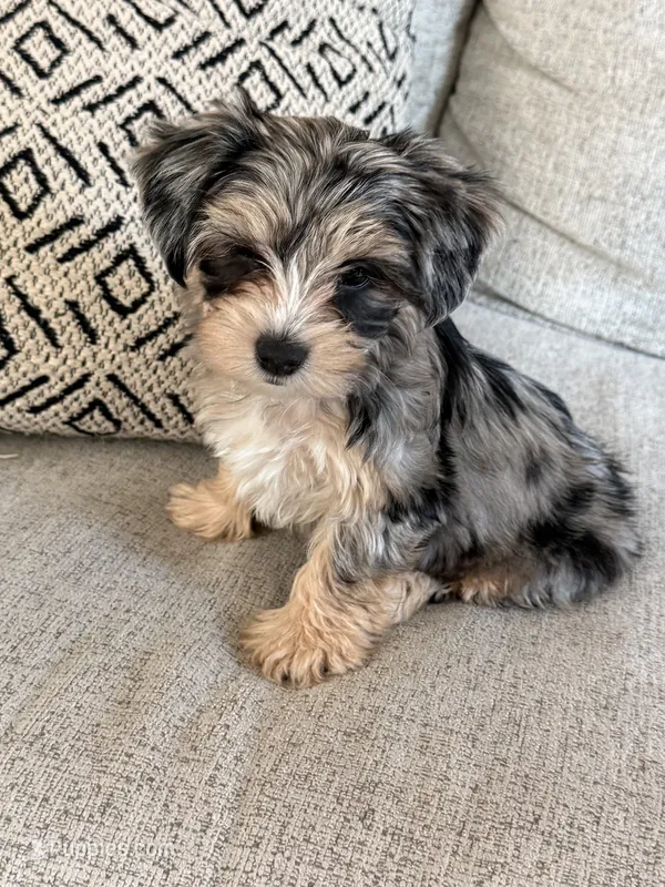 Millie – Yorkshire Terrier puppy for sale in Mesa, AZ
