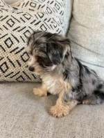 Millie, a female Yorkshire Terrier for sale in Mesa, AZ – 7 of 7
