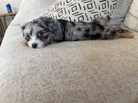 Millie, a female Yorkshire Terrier for sale in Mesa, AZ – 5 of 7
