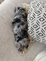 Millie, a female Yorkshire Terrier for sale in Mesa, AZ – 6 of 7