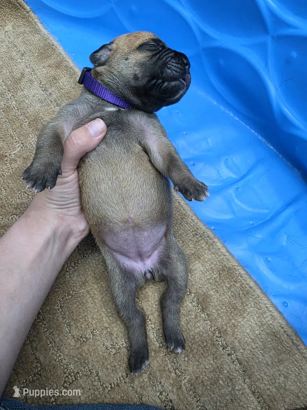 Fawn female  – Cane Corso puppy for sale in Landrum, SC