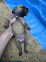 Fawn female , a female Cane Corso for sale in Landrum, SC – 1 of 3