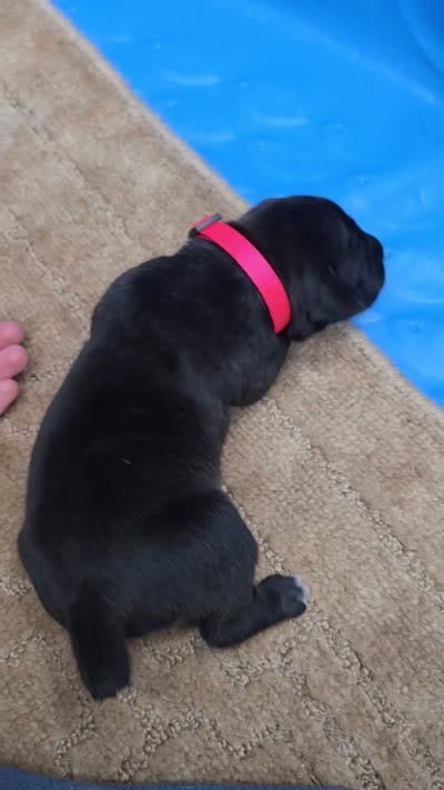 Black brindle  mostly black , a female Cane Corso for sale in Landrum, SC – 3 of 3