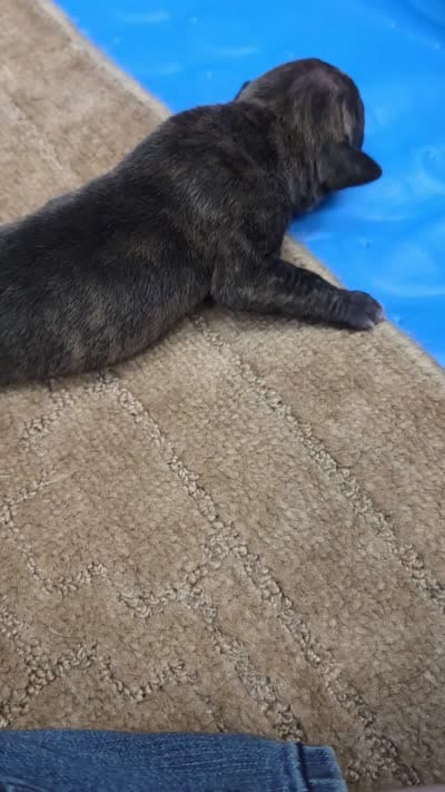 Black brindle , a female Cane Corso for sale in Landrum, SC – 3 of 3