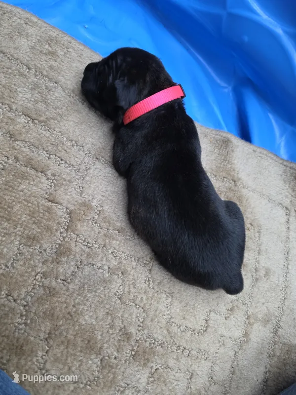 Black brindle  mostly black  – Cane Corso puppy for sale in Landrum, SC
