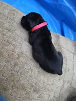 Black brindle  mostly black , a female Cane Corso for sale in Landrum, SC – 1 of 3