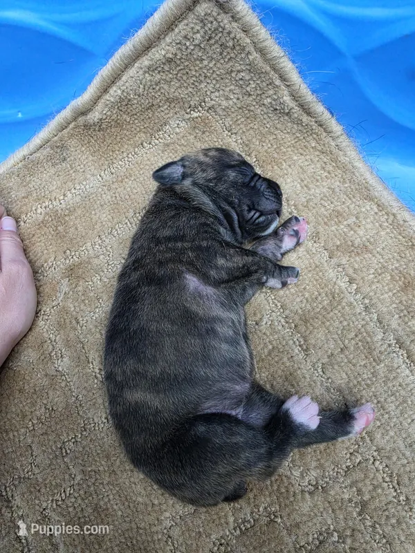 Black brindle – Cane Corso puppy for sale in Landrum, SC