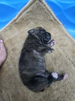 Black brindle , a female Cane Corso for sale in Landrum, SC – 2 of 3