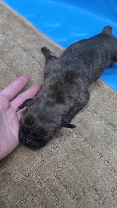 Black brindle , a female Cane Corso for sale in Landrum, SC – 3 of 3