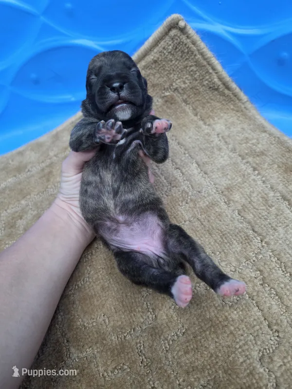Black brindle  – Cane Corso puppy for sale in Landrum, SC