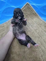 Black brindle , a female Cane Corso for sale in Landrum, SC – 1 of 3