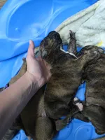 Black brindle , a female Cane Corso for sale in Landrum, SC – 3 of 5