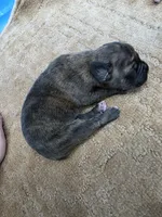 Black brindle , a female Cane Corso for sale in Landrum, SC – 2 of 3