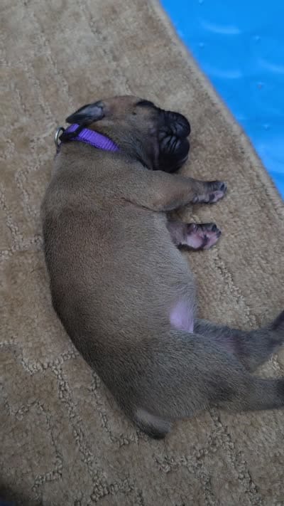 Fawn female , a female Cane Corso for sale in Landrum, SC – 3 of 3
