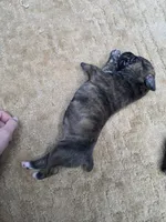 Black brindle , a female Cane Corso for sale in Landrum, SC – 2 of 5